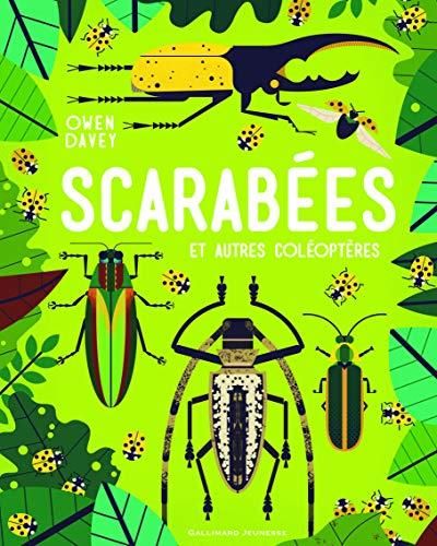 Scarabées et autres coléoptères